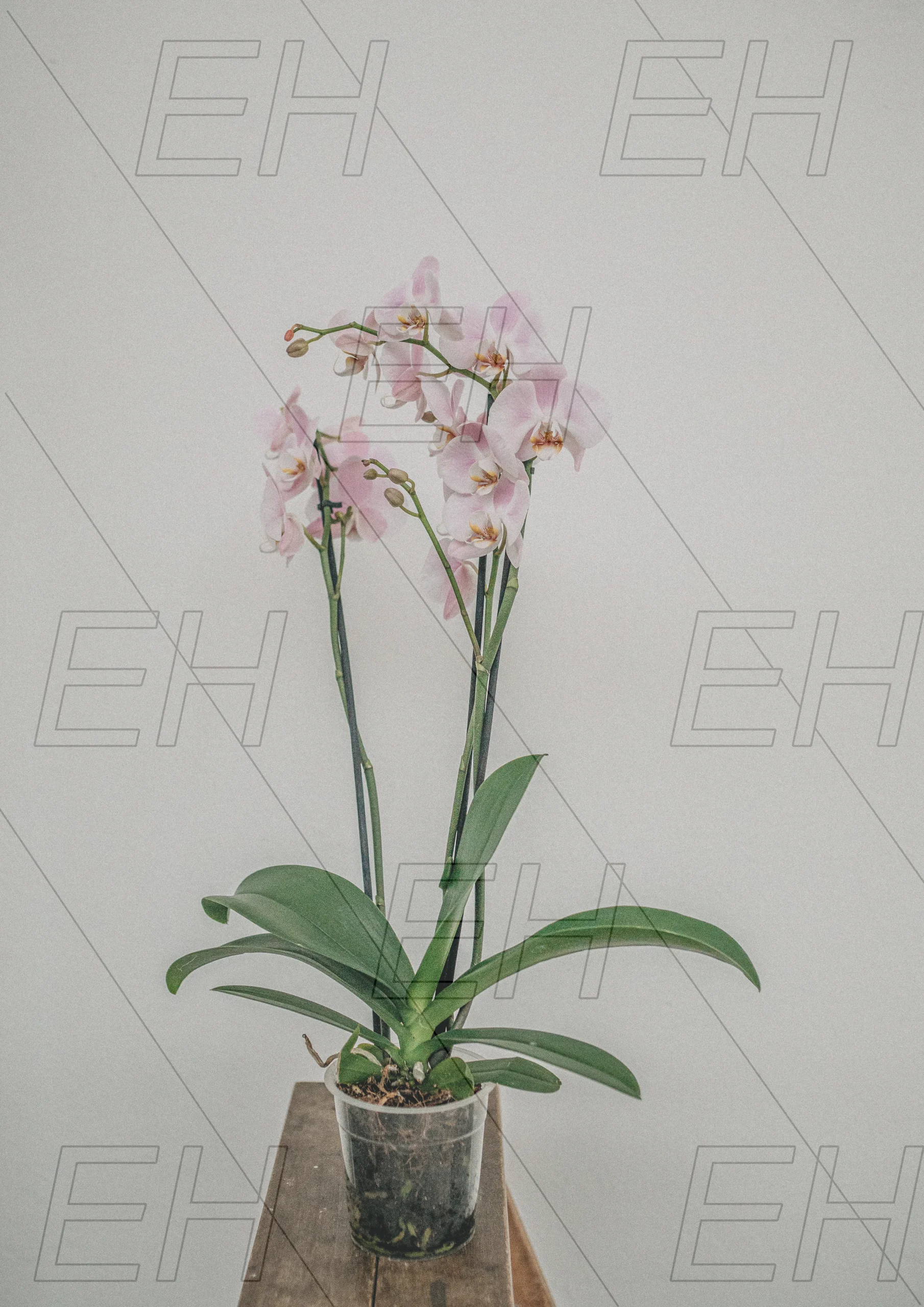 Çiçek Baskılı Kanvas Ahşap Tablo-18x27 Cm MD066 Çiçek Baskılı Kanvas Ahşap Tablo-18x27 Cm MD066